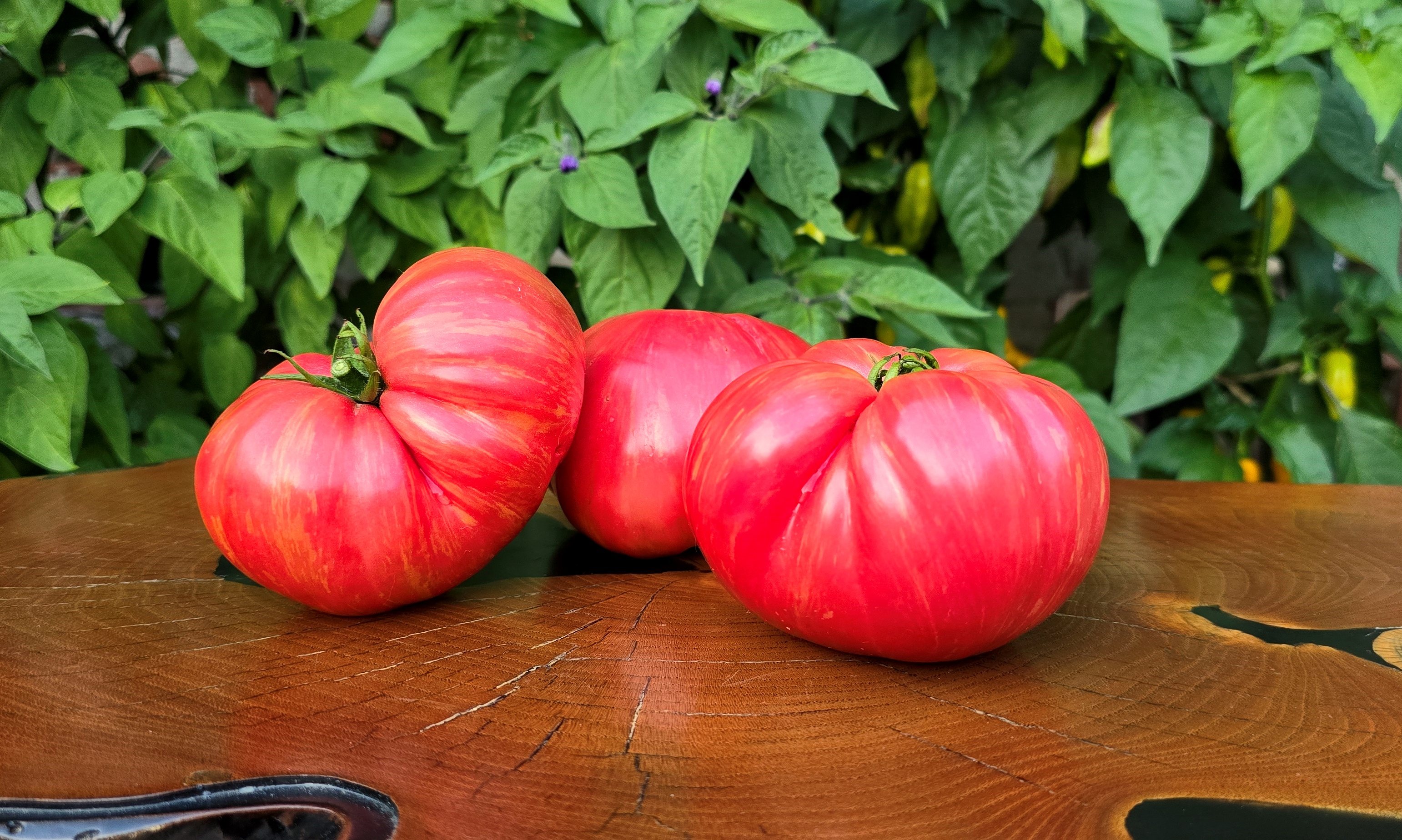 Pink Tomatoes: KOZULA 169 Tomato